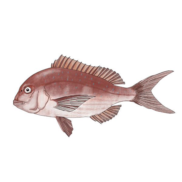Snapper - Tamure.jpg