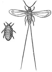 Sketch of the cochineal beetle