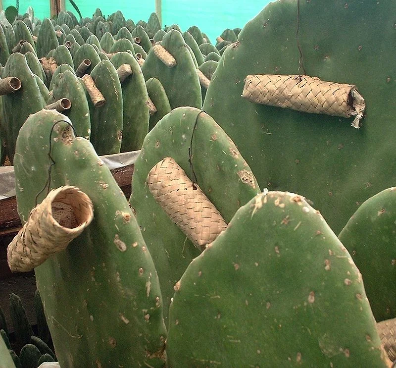 Small baskets known as Zapotecs that contain females to colonize the prickly pear pads