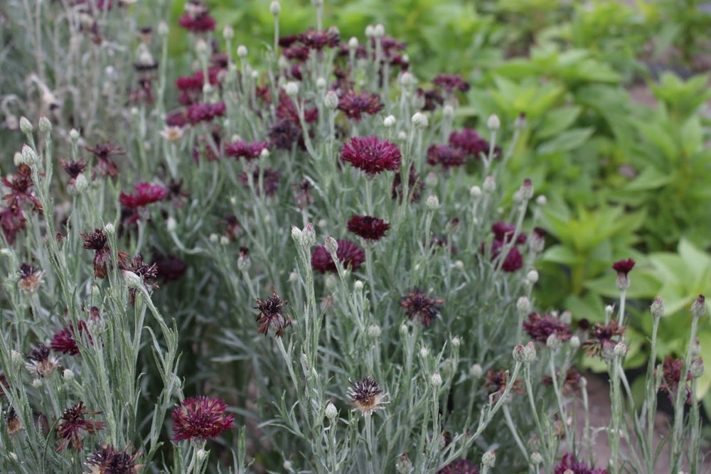 Growing Forget Me Nots for the Flower Farmer — the kokoro garden