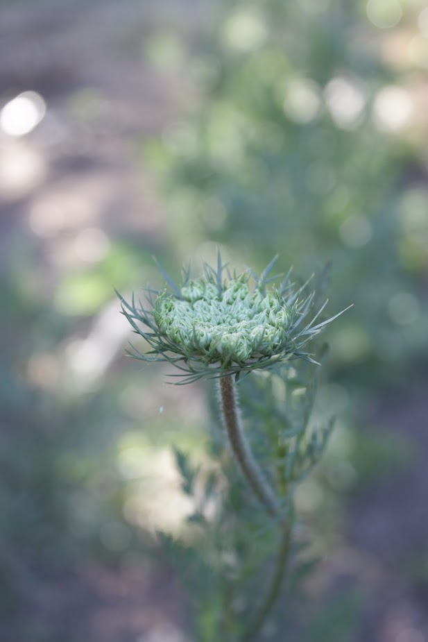 How to Grow Daucus (Chocolate Lace Flower, Queen Anne's Lace) — the kokoro  garden