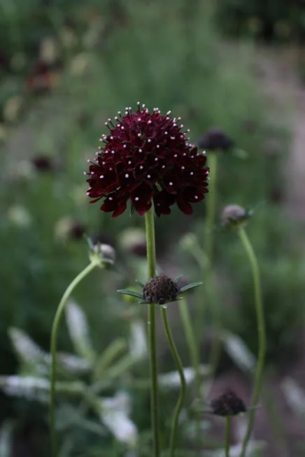 How to Grow Scabiosa (Pincushion Flower)