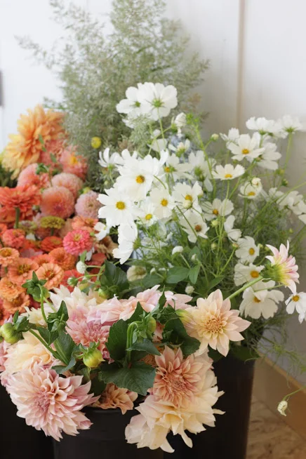 Growing Cosmos for Floral Design