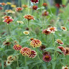 zinnia jazzy mix.jpg