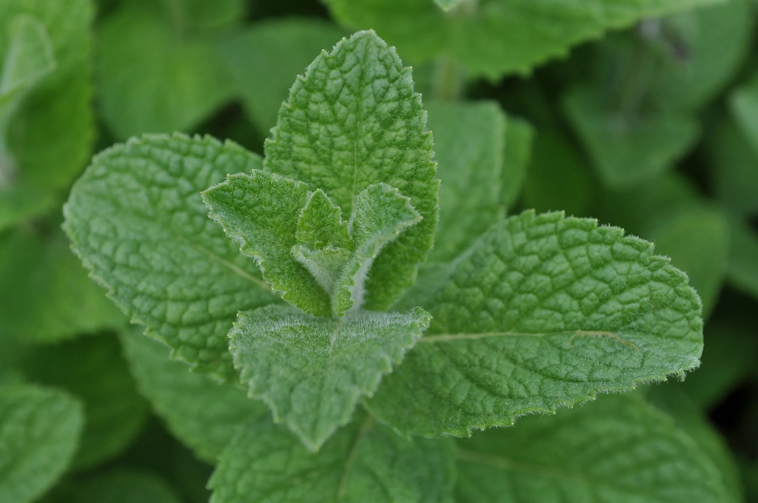 apple mint.jpg