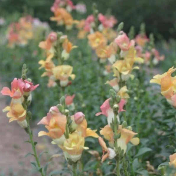 The 400 Square Foot Cutting Garden: Strategy