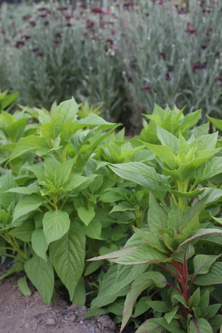 Introducing: The 400 Square Foot Cutting Garden