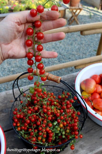 Photo courtesy of the The Nitty Gritty Potager