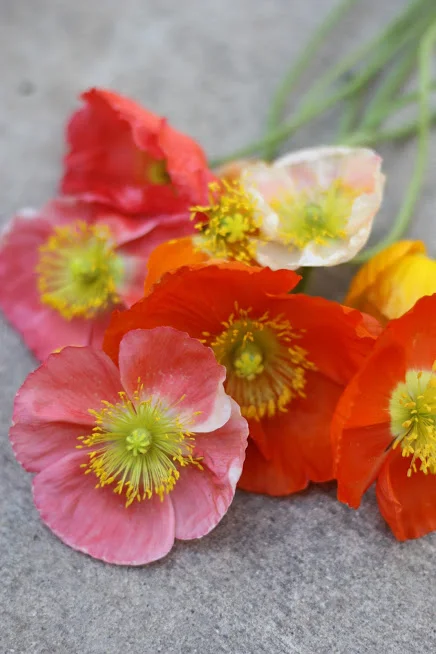How to Grow Icelandic Poppies - Stress free!