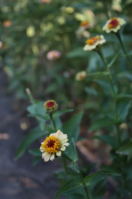 Why Your Cupcake Zinnias Aren't Cupcake-Shaped