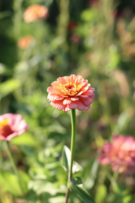 Oklahoma Series The Only Zinnia Variety You Need To Grow The Kokoro Garden