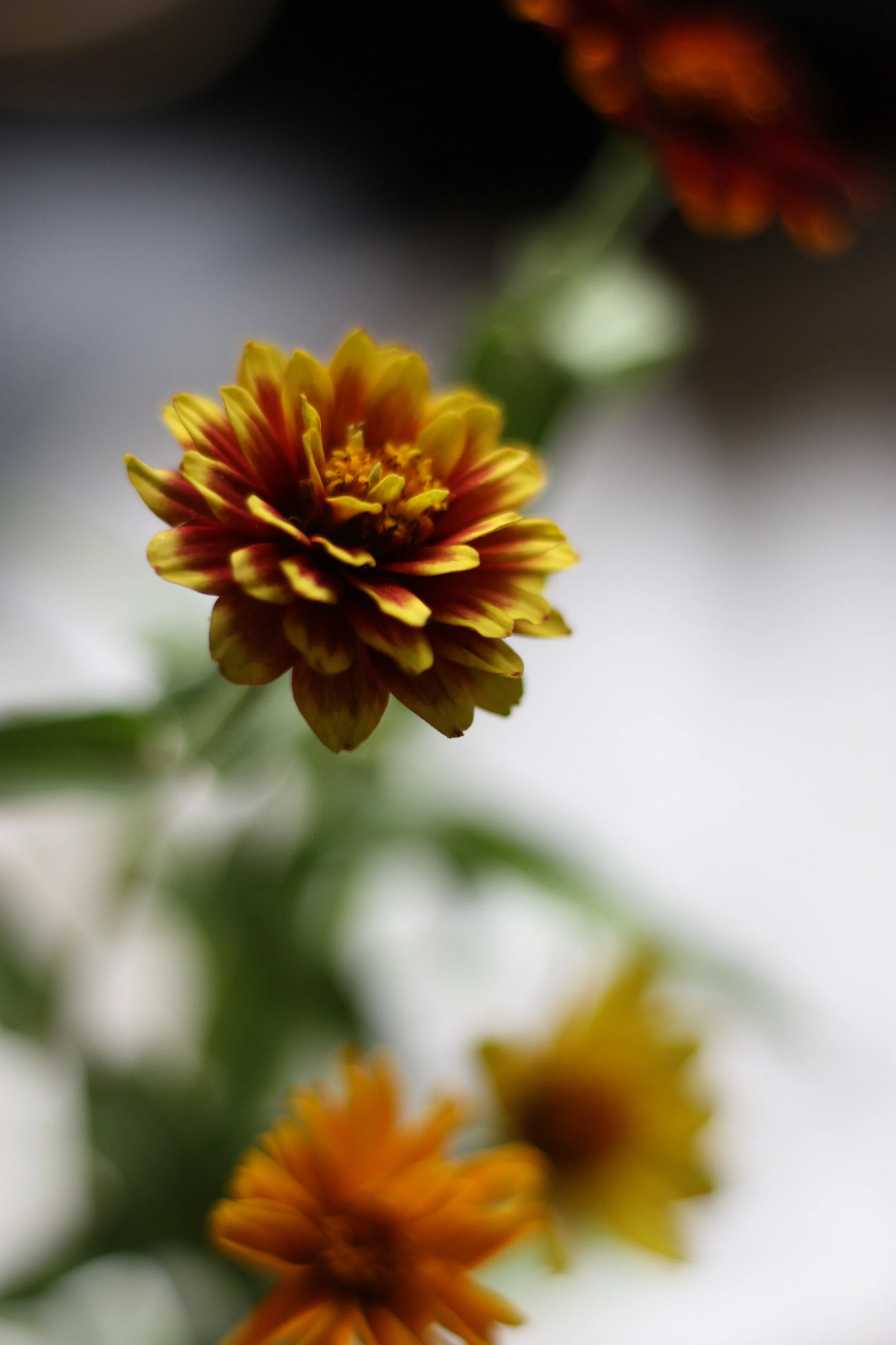 The Glory of Zinnia Haageana (Aztec, Jazzy and other Small Zinnias)