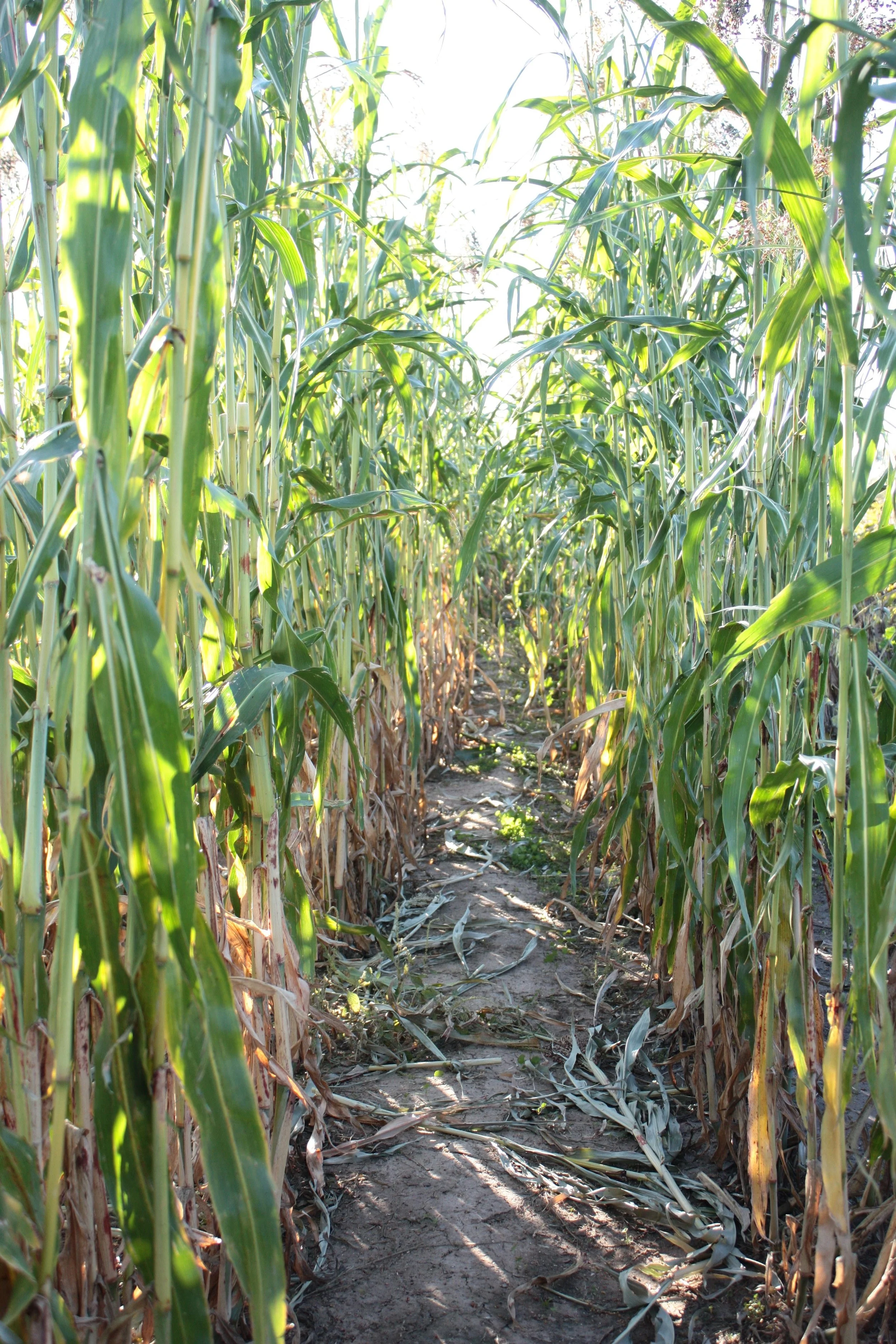 How to Grow Broomcorn in the Garden (and for Floral Design) — the