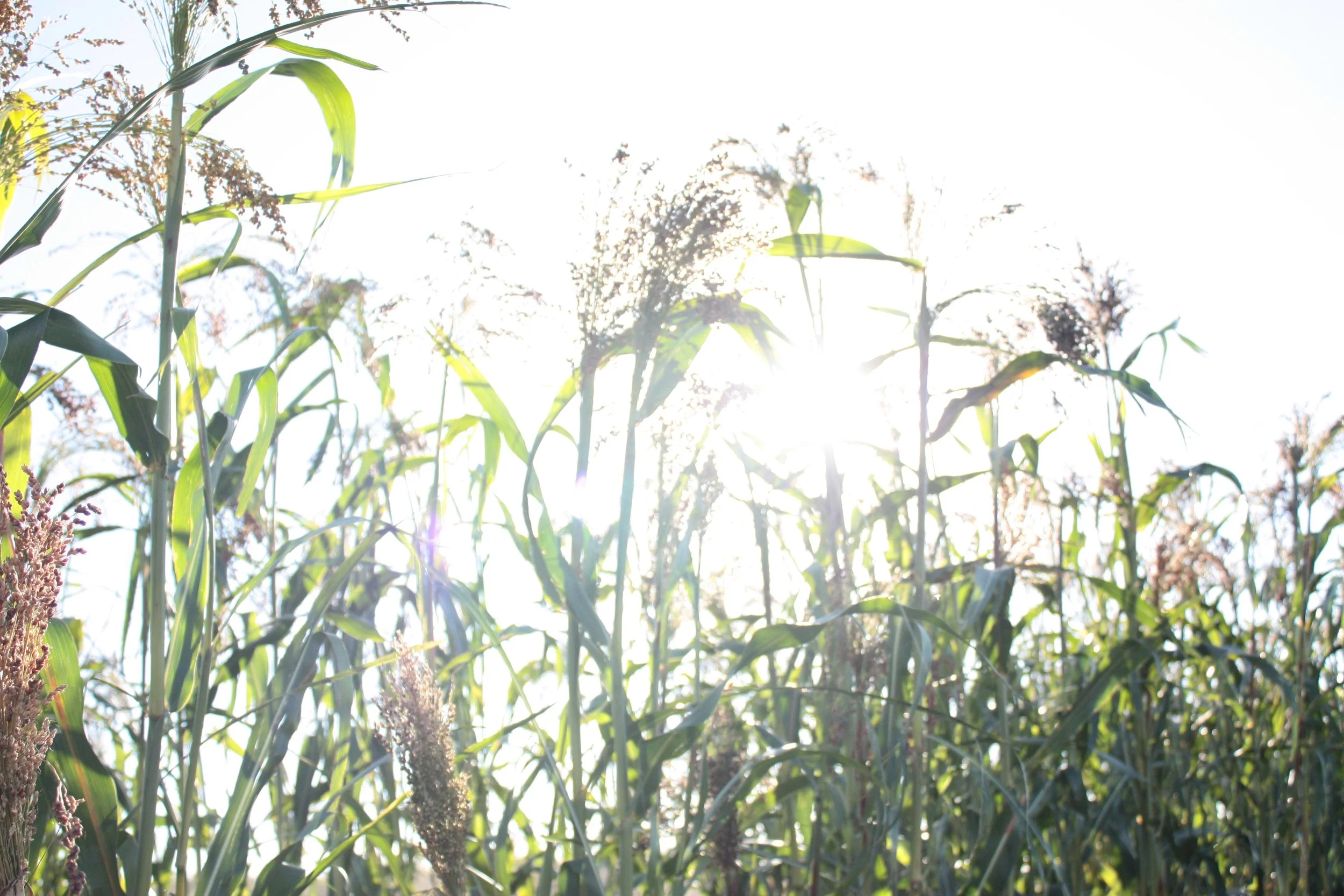 How to Grow Broomcorn in the Garden (and for Floral Design) — the