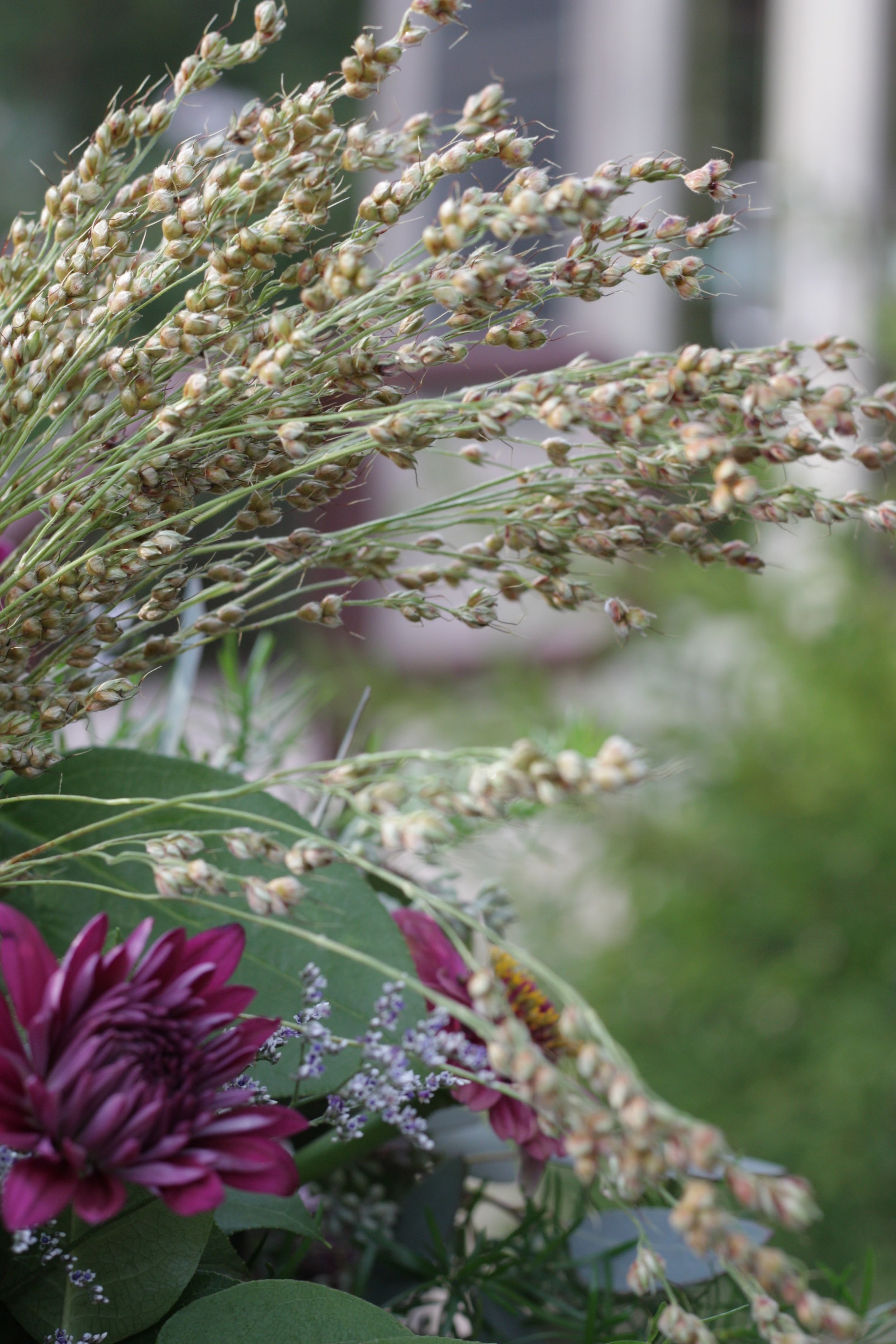 How to Grow Broomcorn in the Garden (and for Floral Design) — the