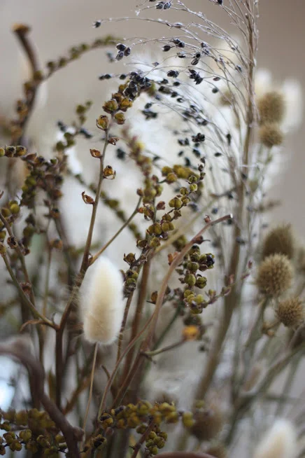 How to Grow Broomcorn in the Garden (and for Floral Design) — the ...