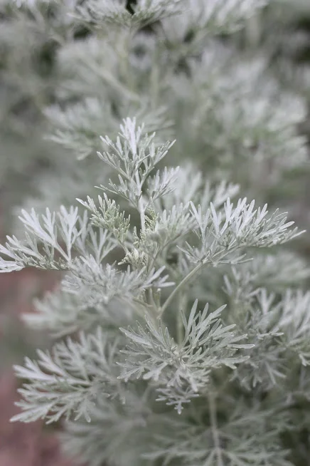 Planting Fall Perennials for Next Year's Blooms