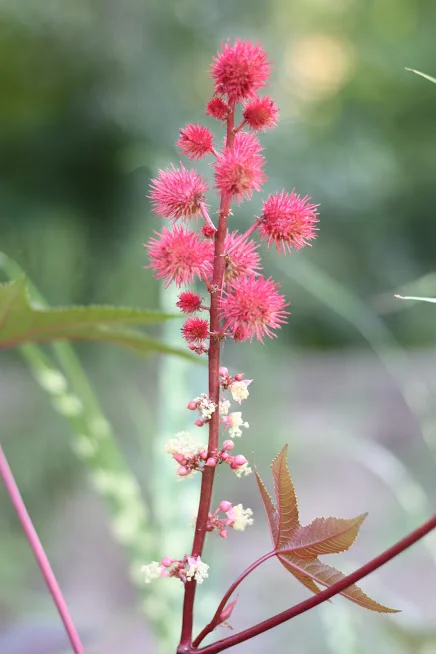 How to Grow Castor Bean (Ricinus) in the Garden and for Floral Design