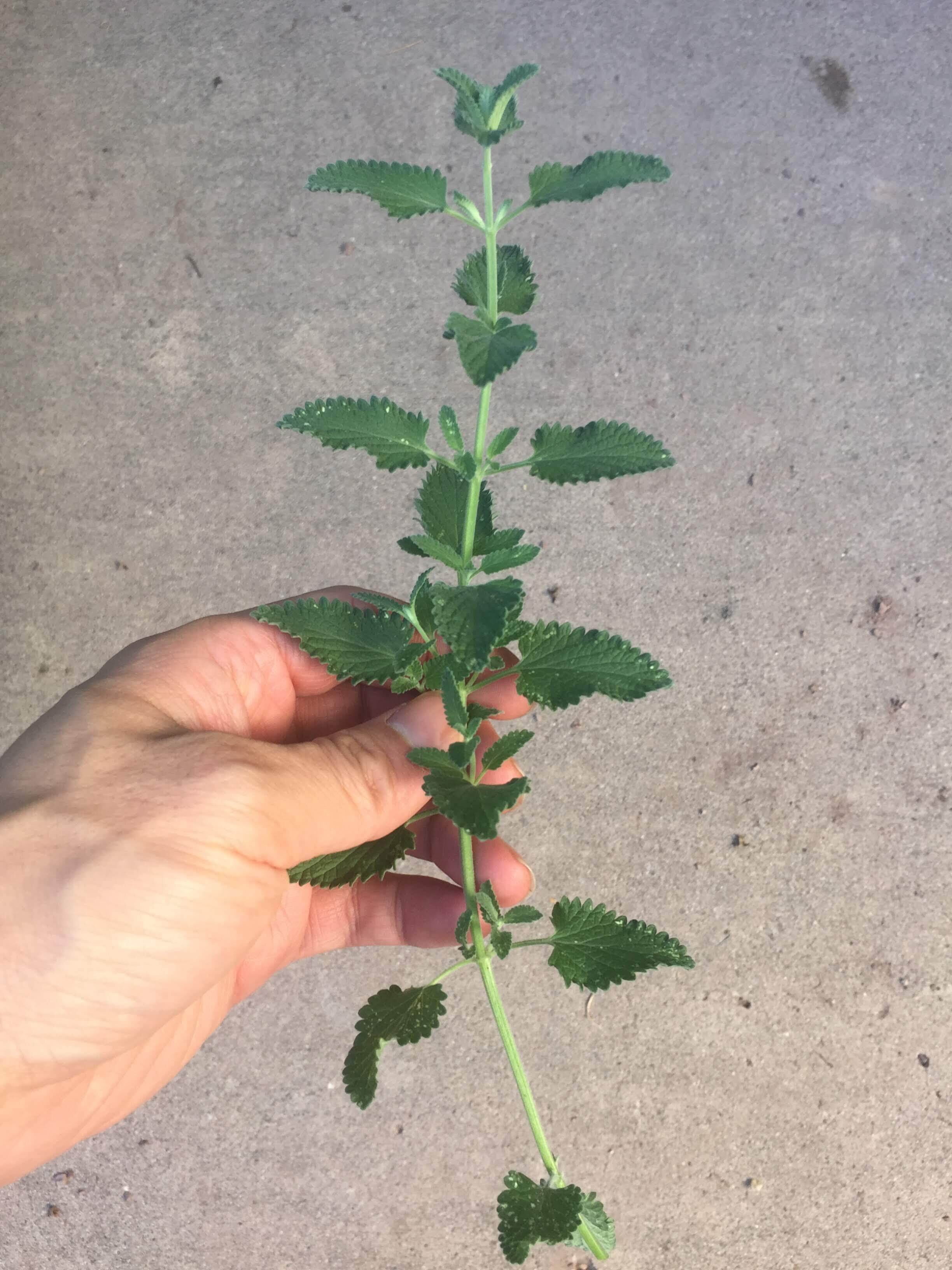 A nice cutting with lots of nodes. Note that this was cut during a cool part of the day and the plant was well hydrated - you don’t want to start out with wilty cuttings