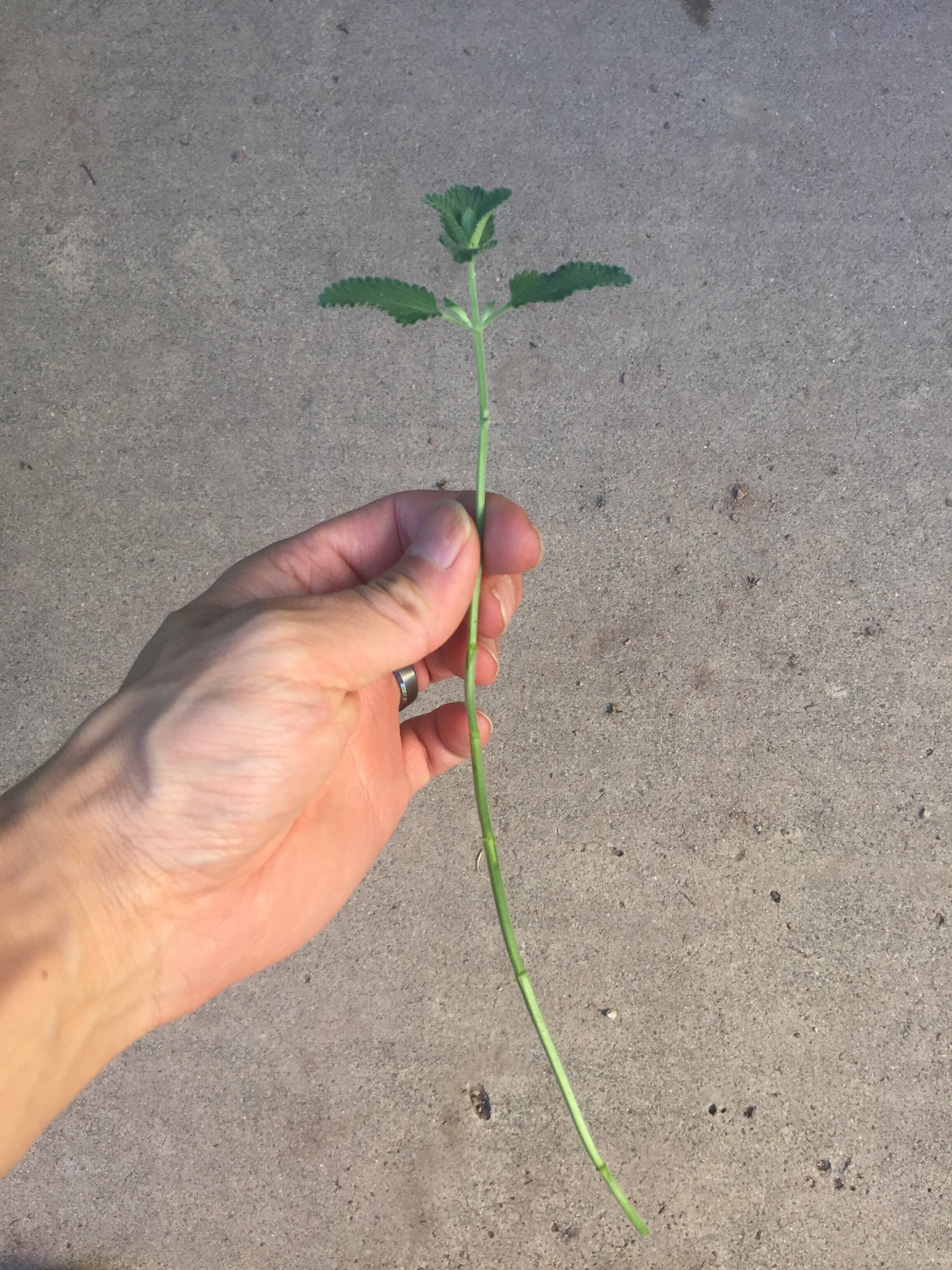 Leaves stripped. You can see all the nodes exposed here too.