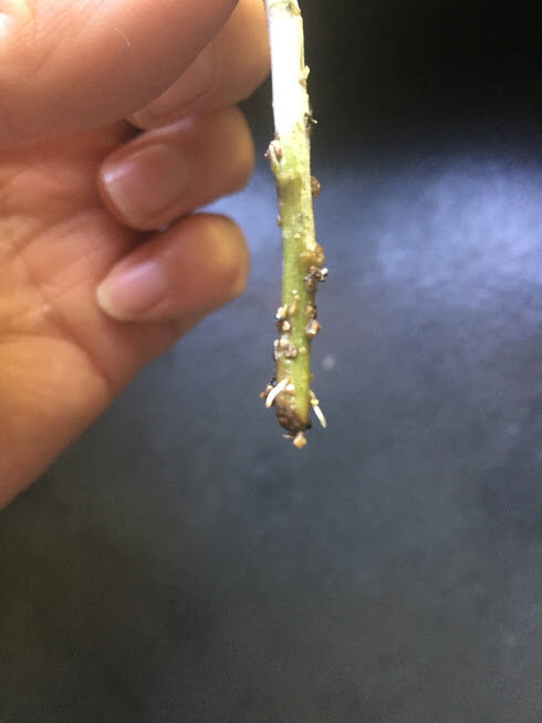 A stem that is starting to sprout roots! I get so happy and excited when I see those little white roots starting to form, even after rooting hundreds of cuttings
