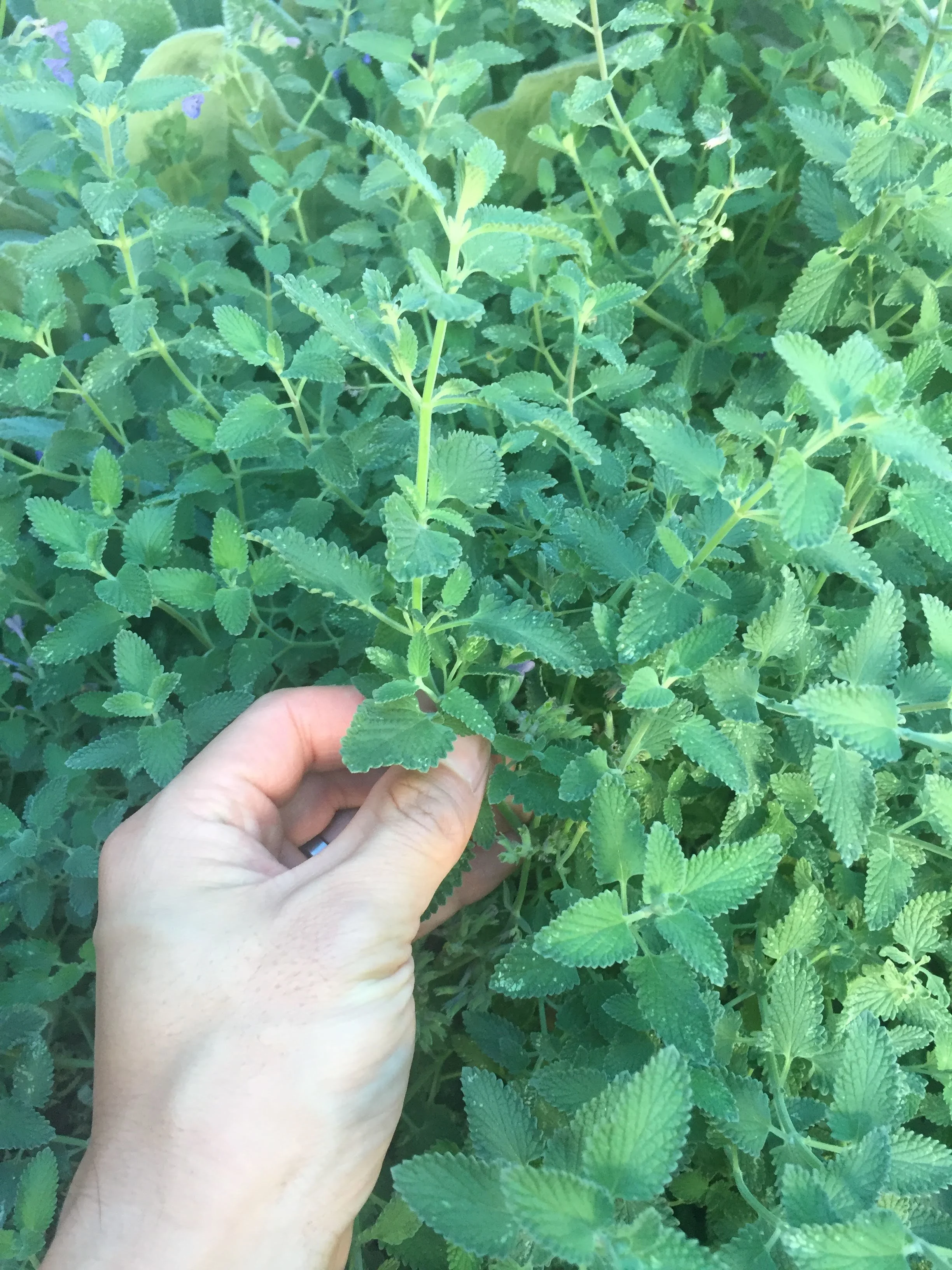 How to Root Cuttings