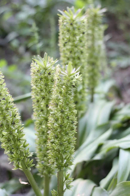 Growing Pineapple Lilies (Eucomis) in the Garden and for Floral Design