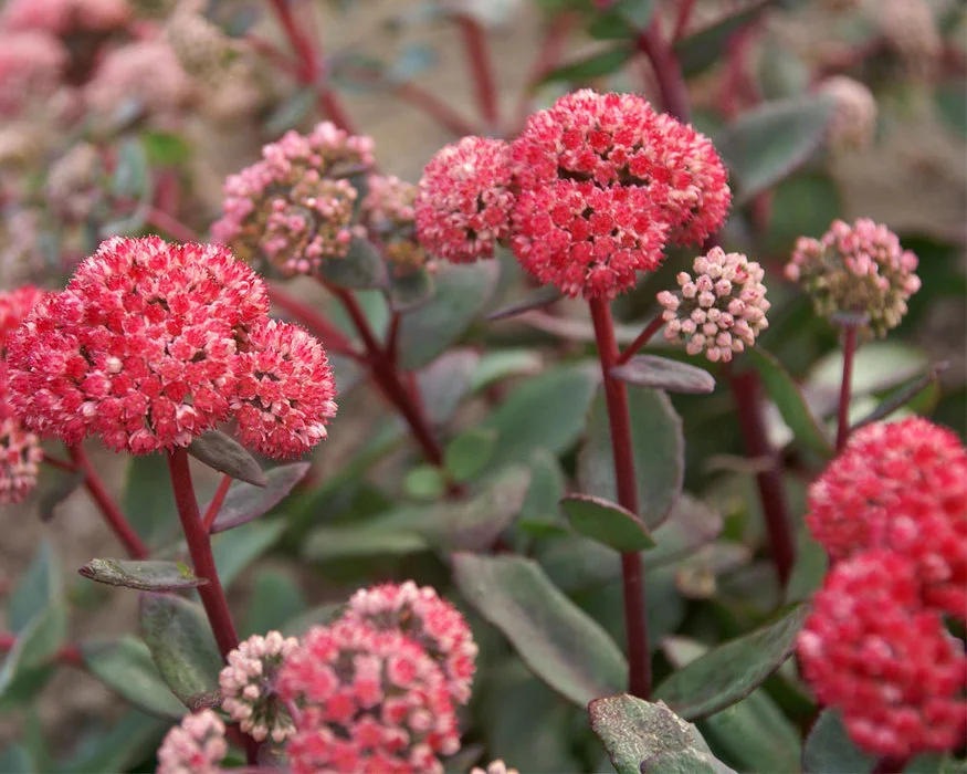 sedum red cauli.jpg
