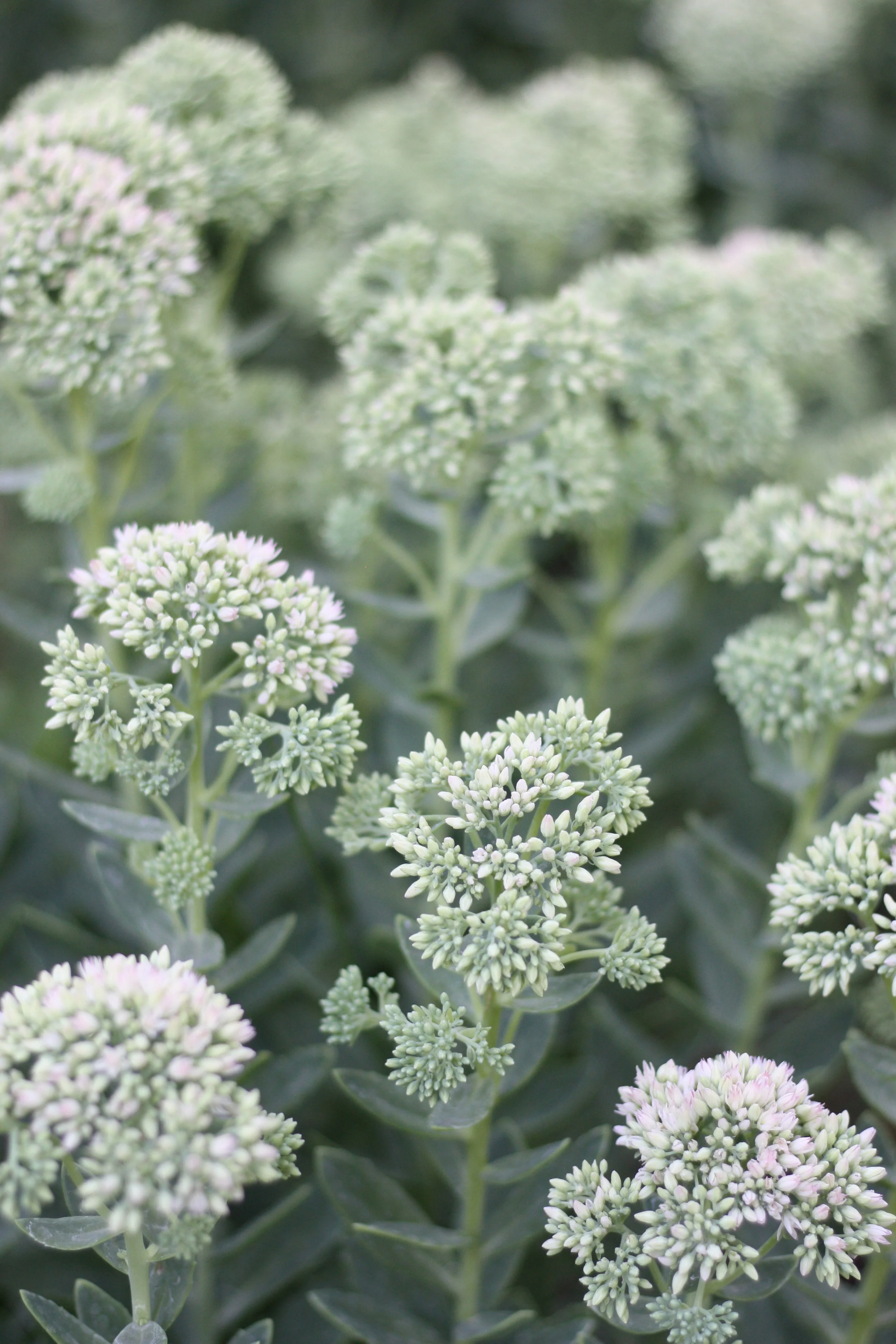 How to Grow Sedums for Floral Design 