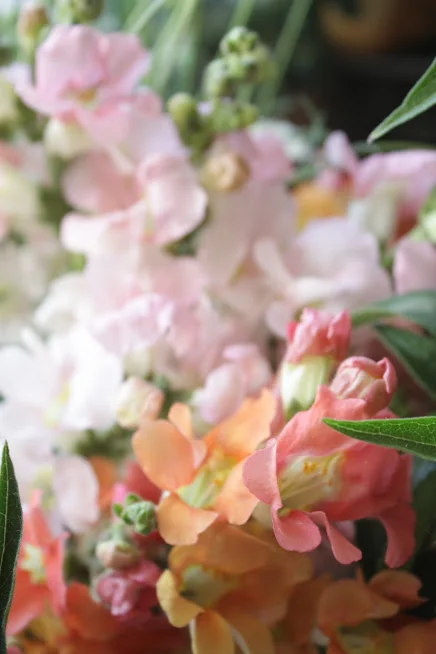 The 10 Cut Flowers All Flower Farmers Should be Growing for Spring