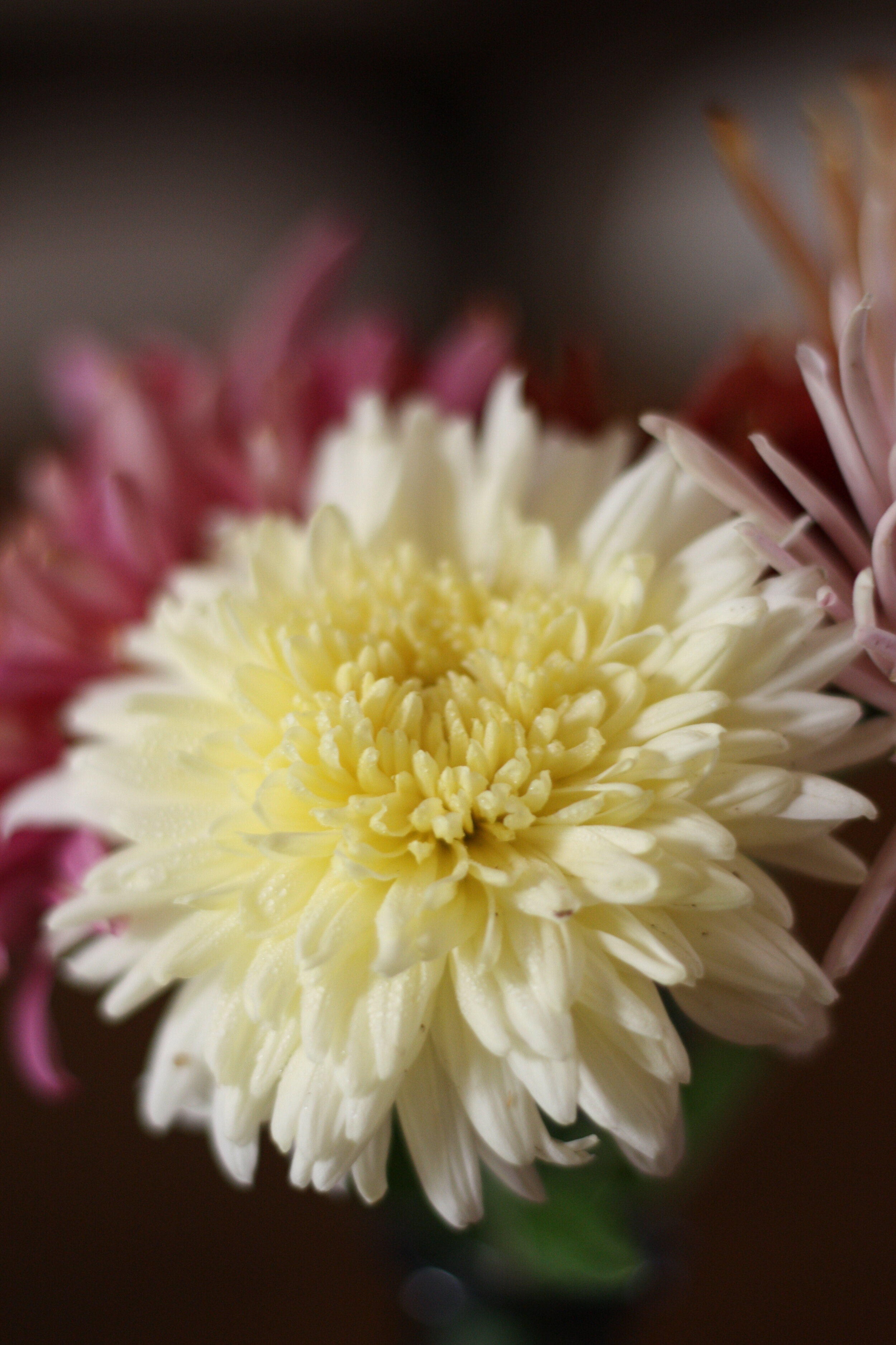 How to Grow Chrysanthemums for the Garden (and Floral Design