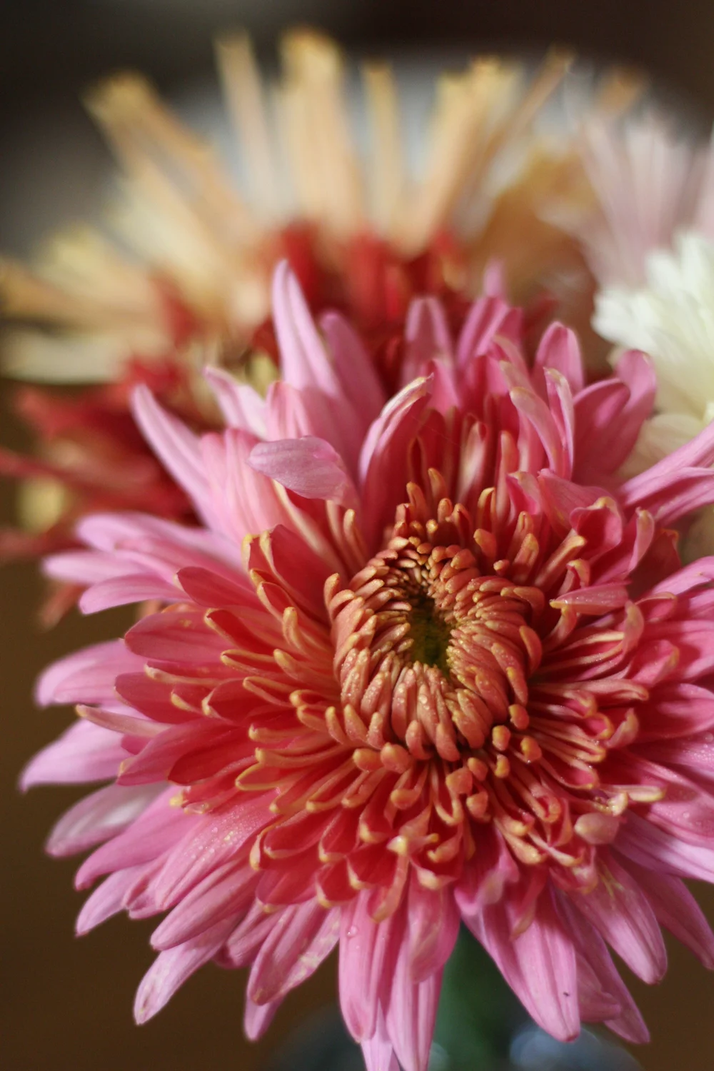 How to Grow Chrysanthemums for the Garden (and Floral Design) — the kokoro garden