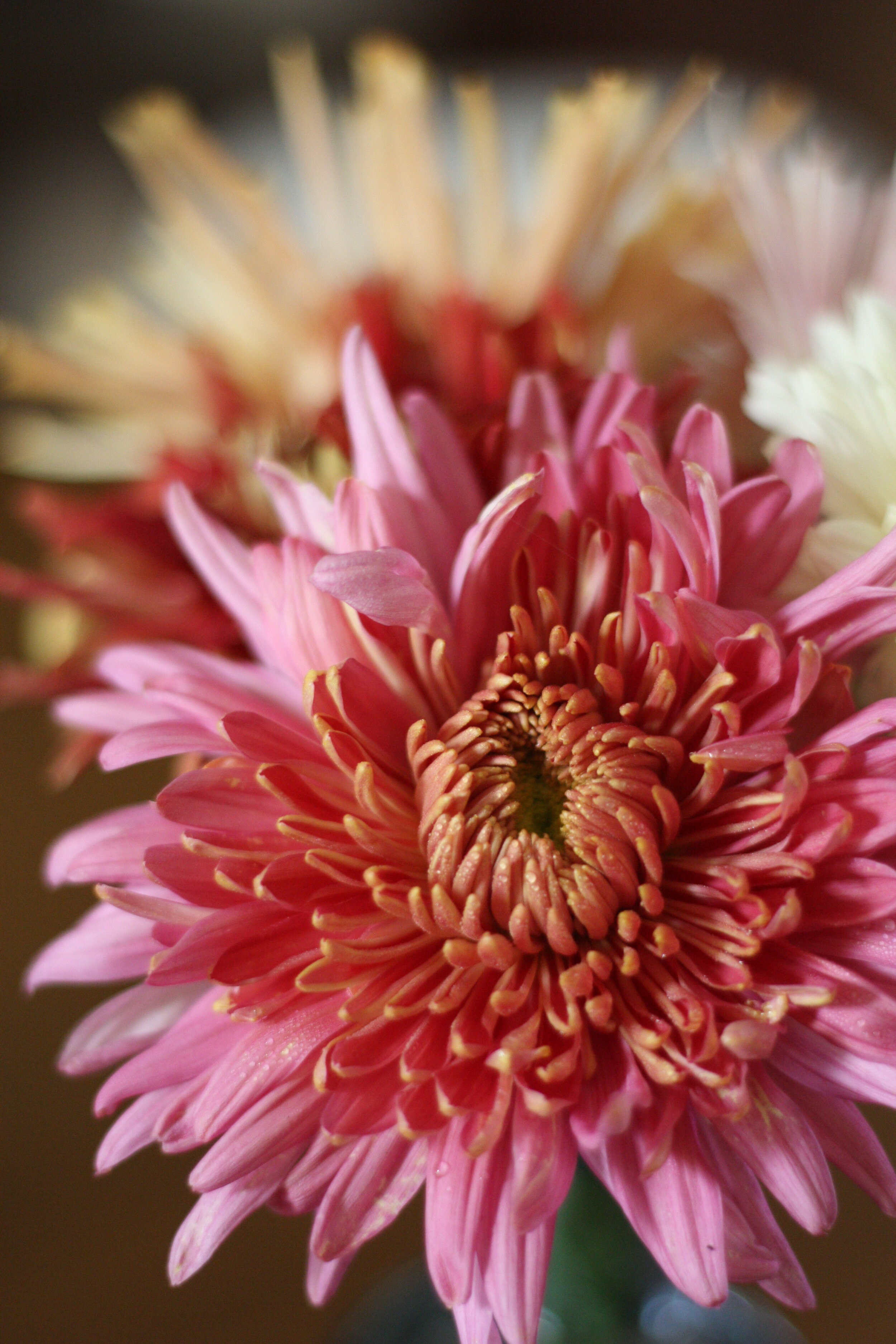 How To Grow Chrysanthemums For The Garden And Floral Design The Kokoro Garden