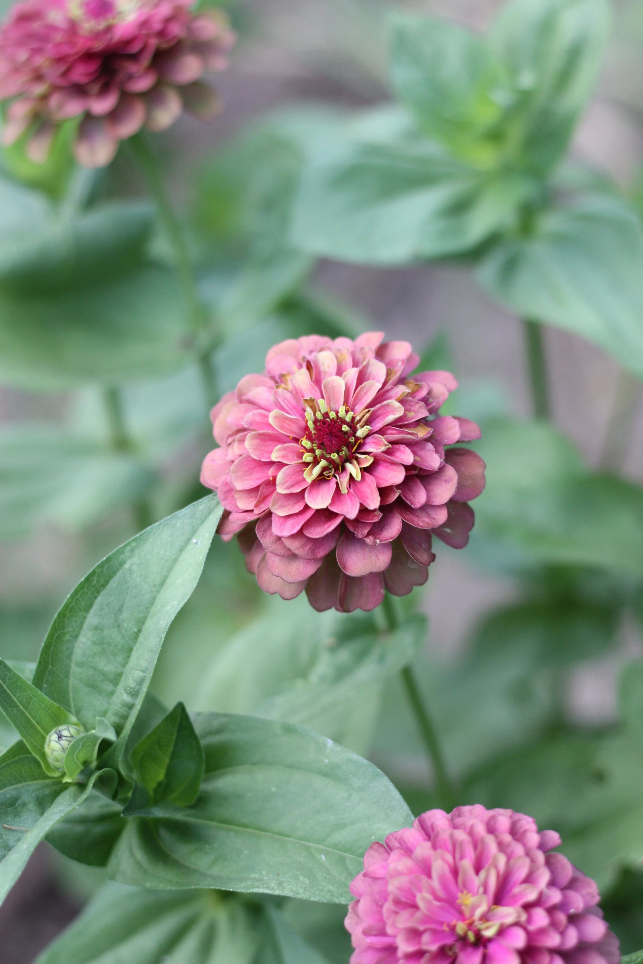 How to Start a Flower Farm - All From Seed