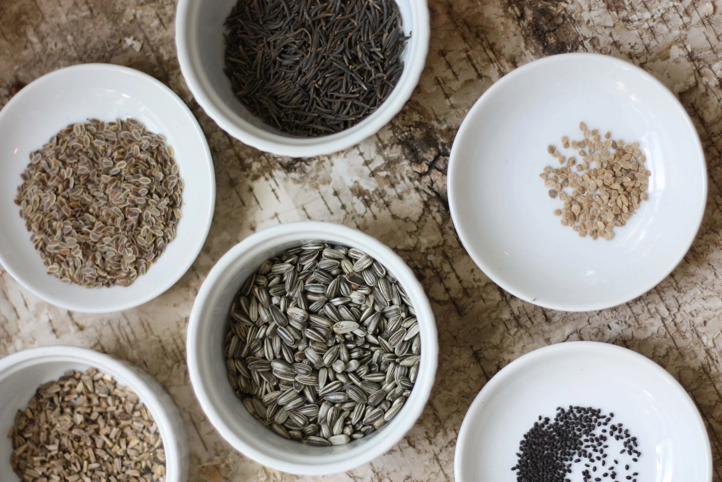 Flower Farmer's Study Club Part 1: Seed Starting