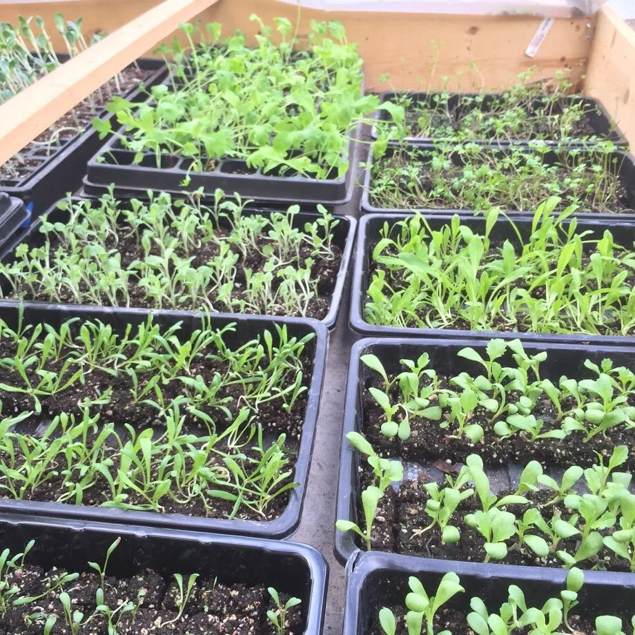 Soil Blocking for the Flower Farmer