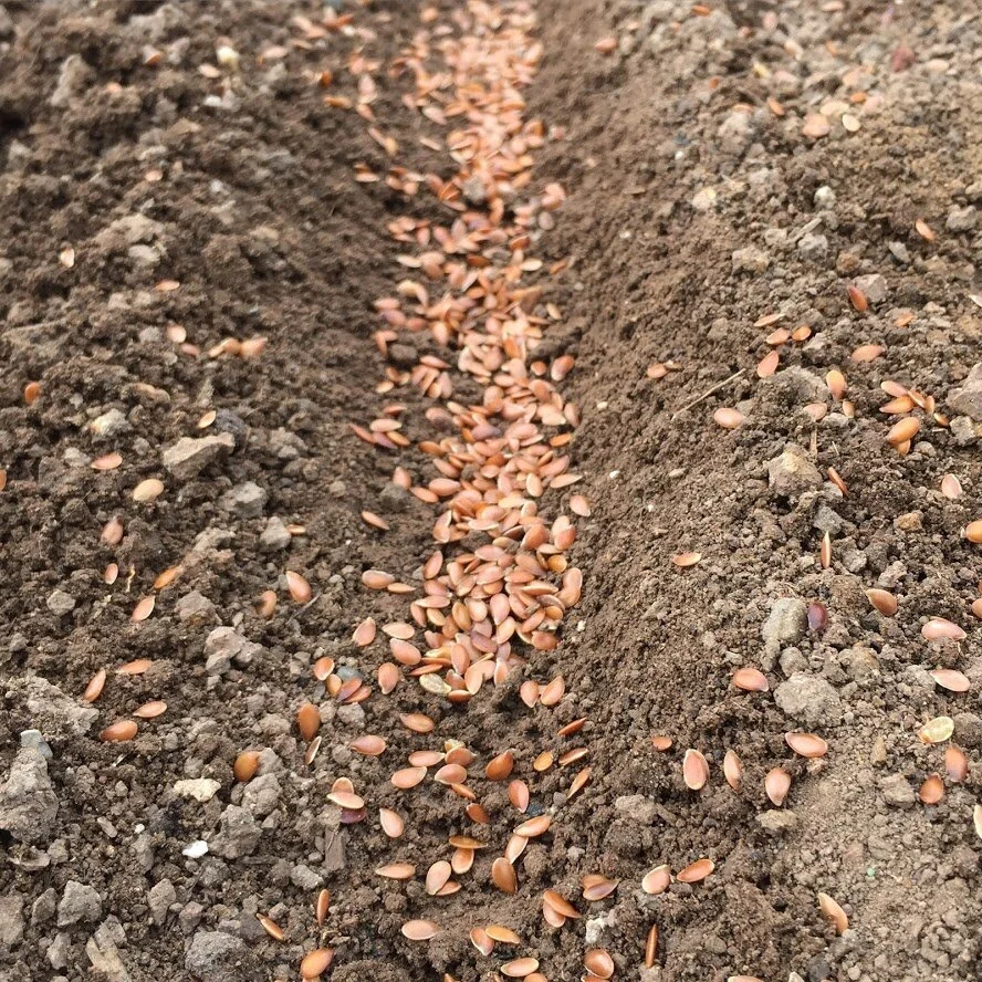 Direct Sowing for the Flower Farmer