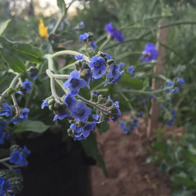 Growing Forget Me Nots for the Flower Farmer