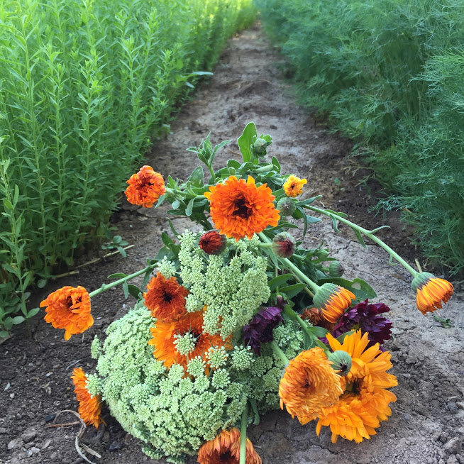 Calendula Petals & Flowers