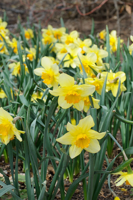 Growing Daffodils: When to Plant Daffodils, How to Plant Daffodils