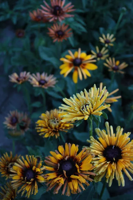 Growing Rudbeckia for Flower Farmers