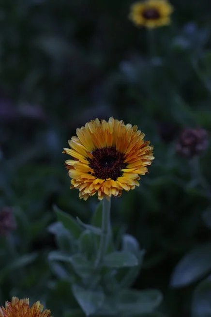 Growing Calendulas for Flower Farmers