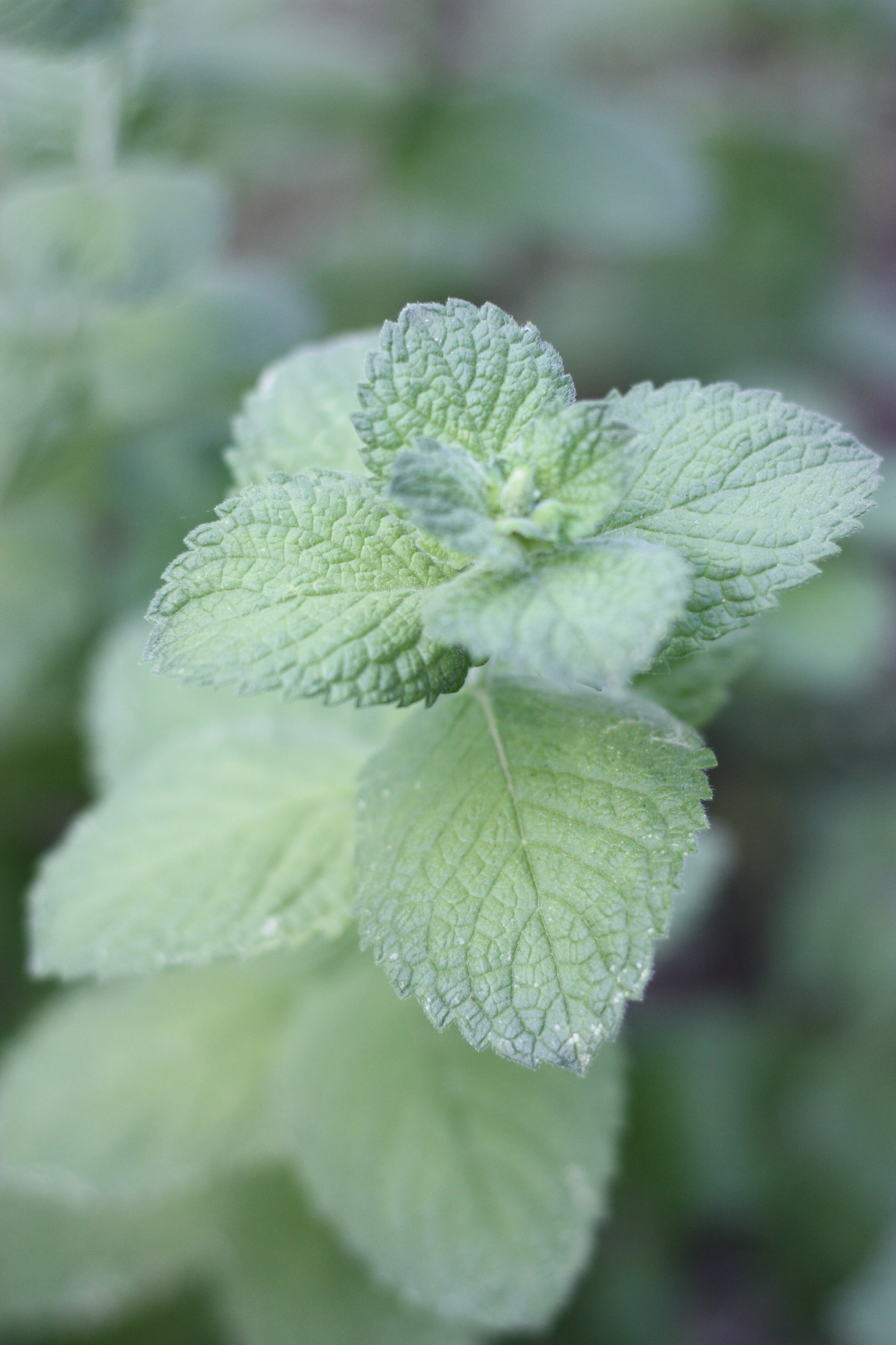 Growing Mint for Flower Farmers It's Good to be Invasive — the kokoro
