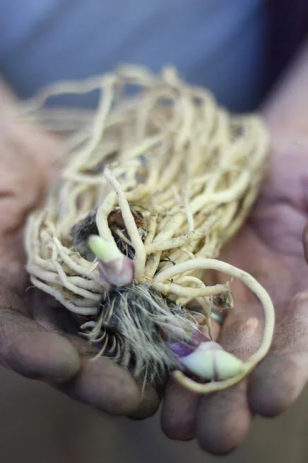 The Advantages of Bare Root Plants