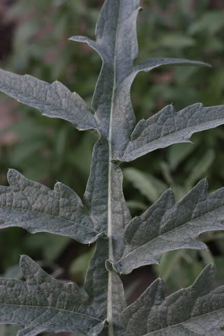 Five Herbs and Vegetables to Use as Cut Flowers
