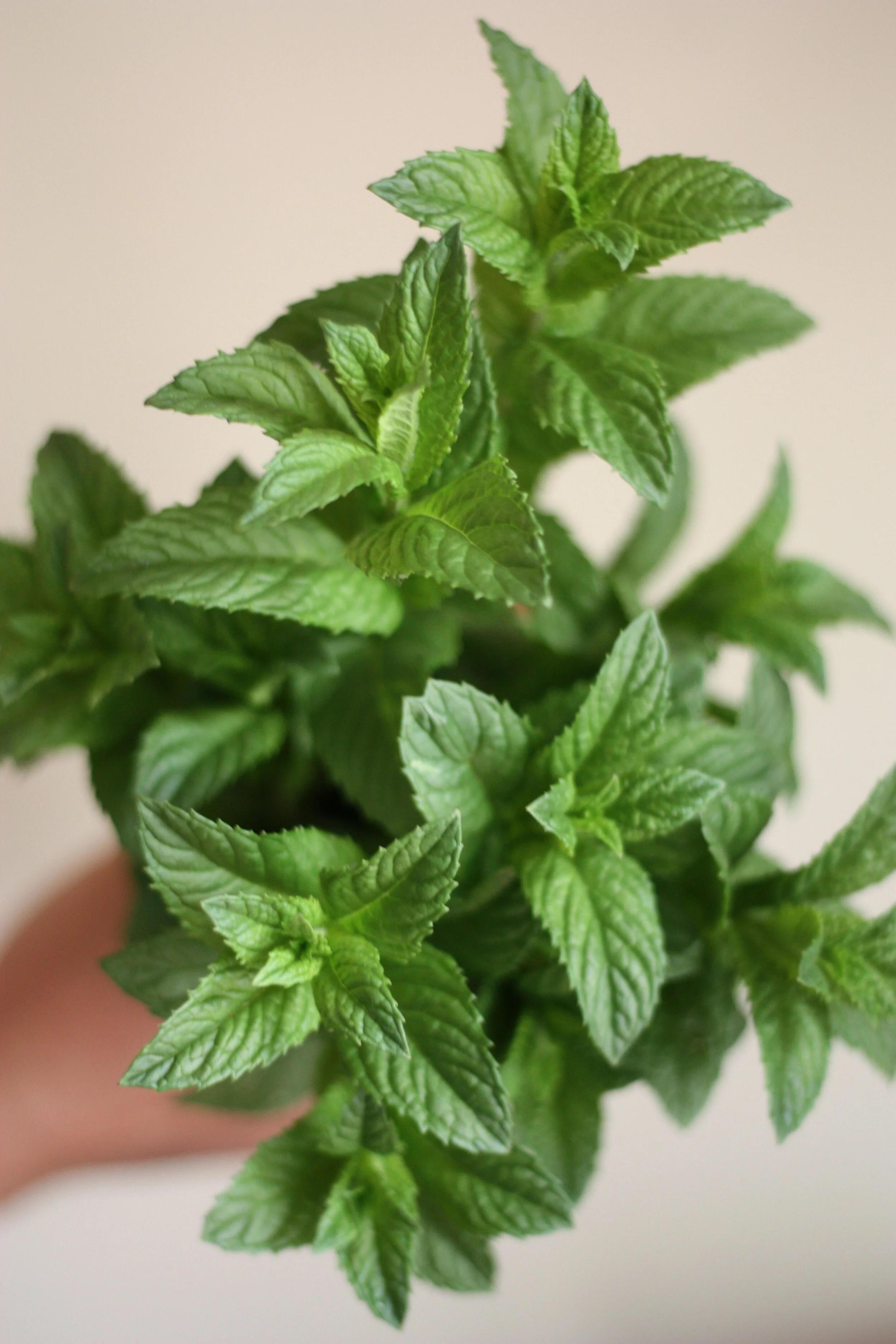 Nine Spring Fillers and Foliages for Flower Farmers