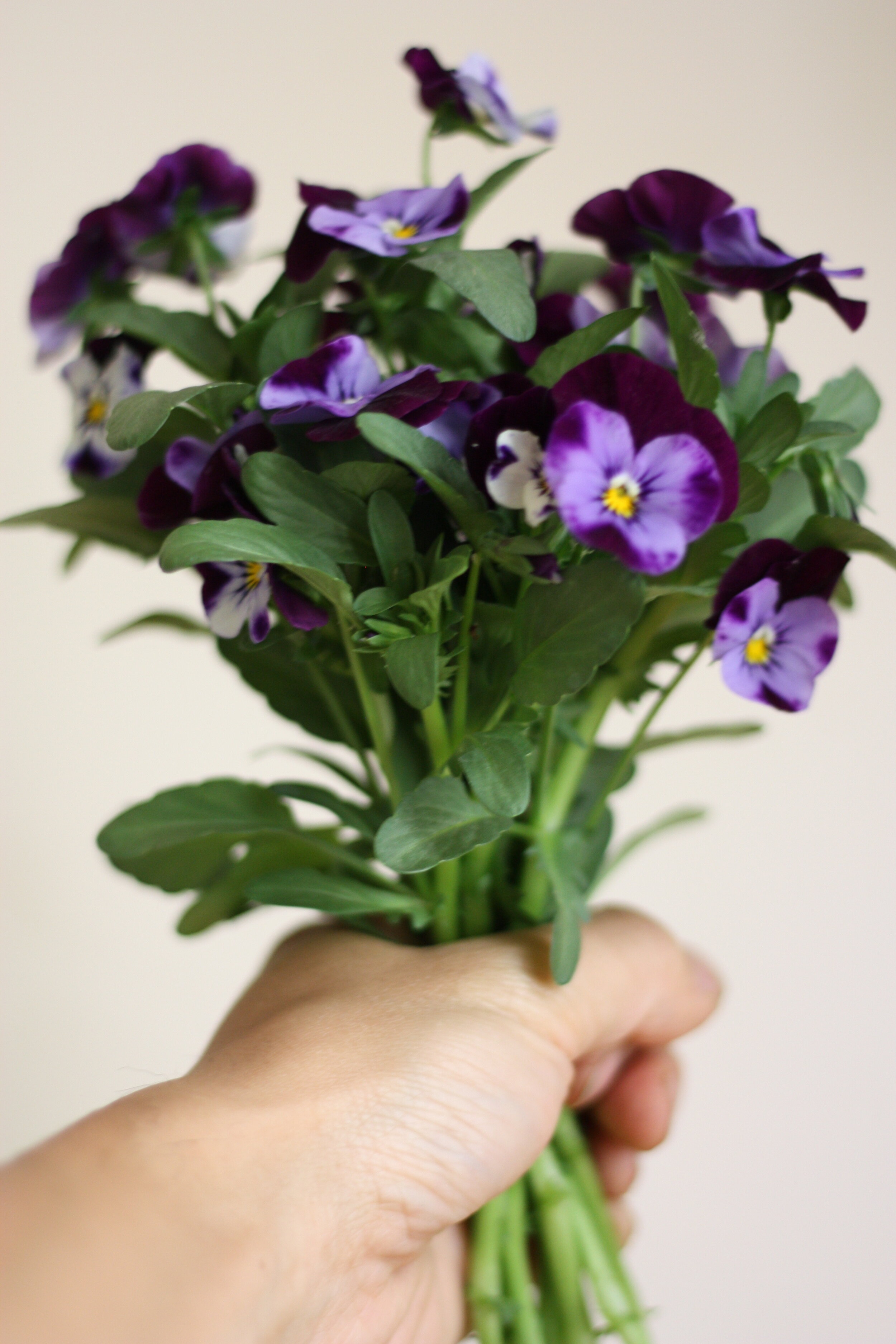 growing violas and pansies for the flower farmer — the kokoro garden