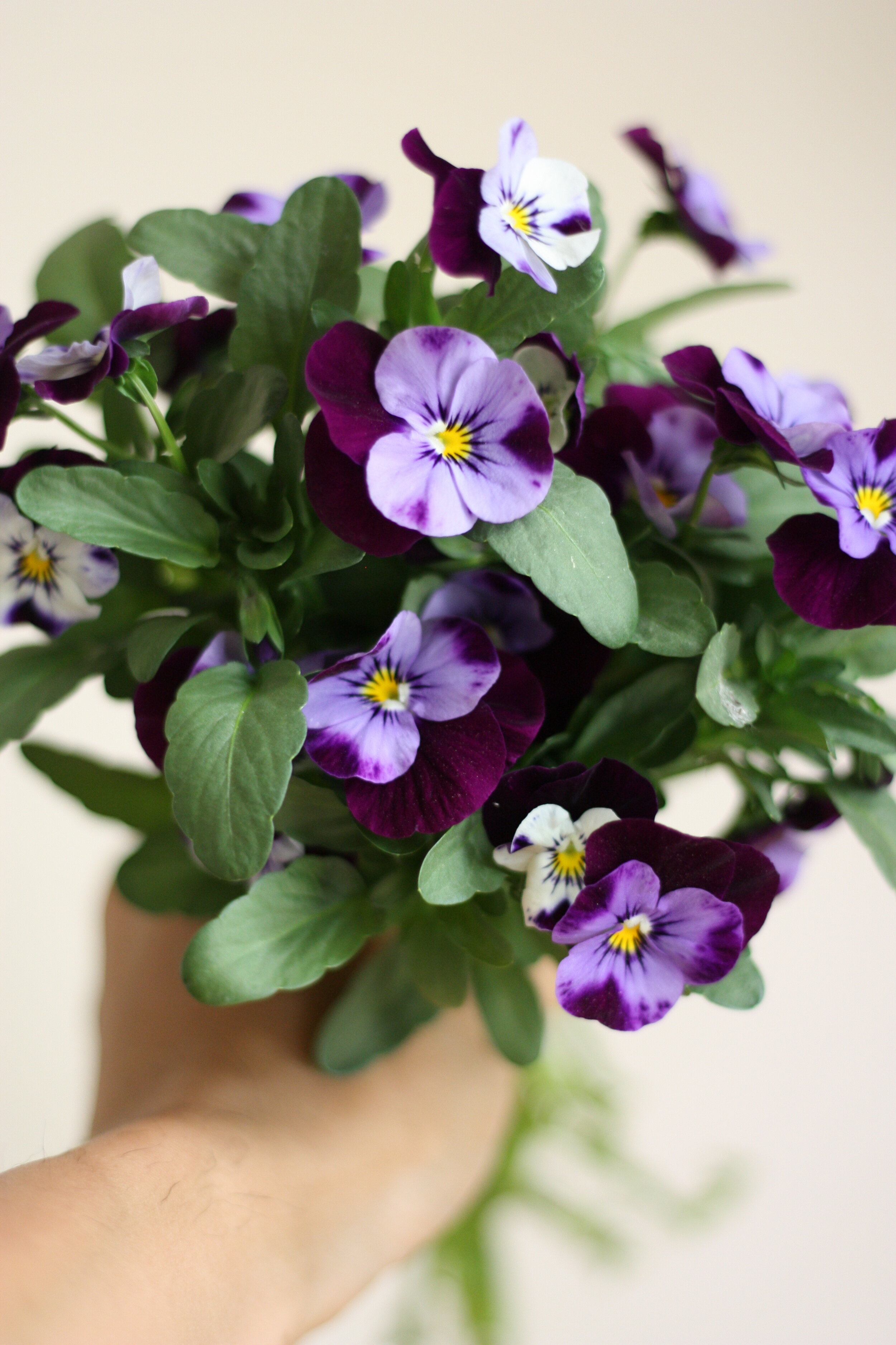 Growing Violas and Pansies for the Flower Farmer
