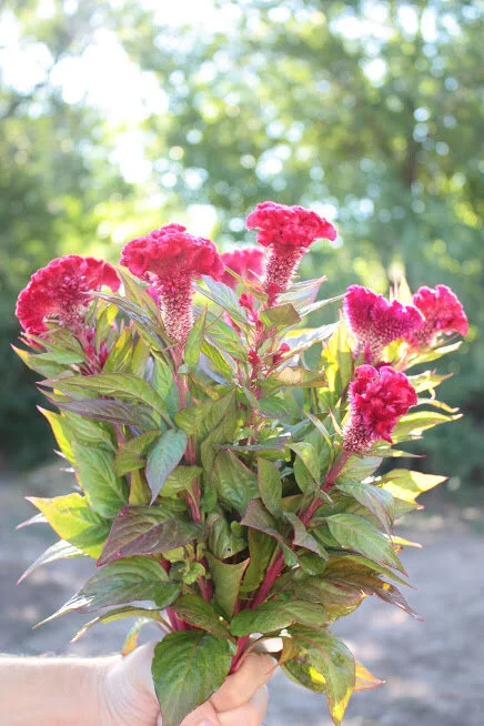 How to Grow Celosia / Cockscomb for the Cutting Garden