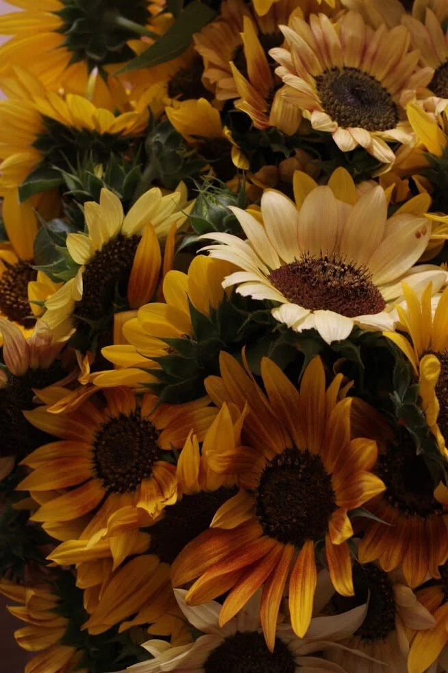 How To Grow Sunflowers For The Cutting Garden The Kokoro Garden
